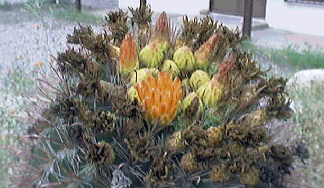 Prickley Pair Cactus Flowers