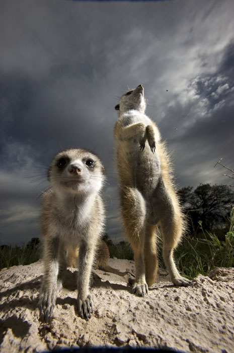meerkat