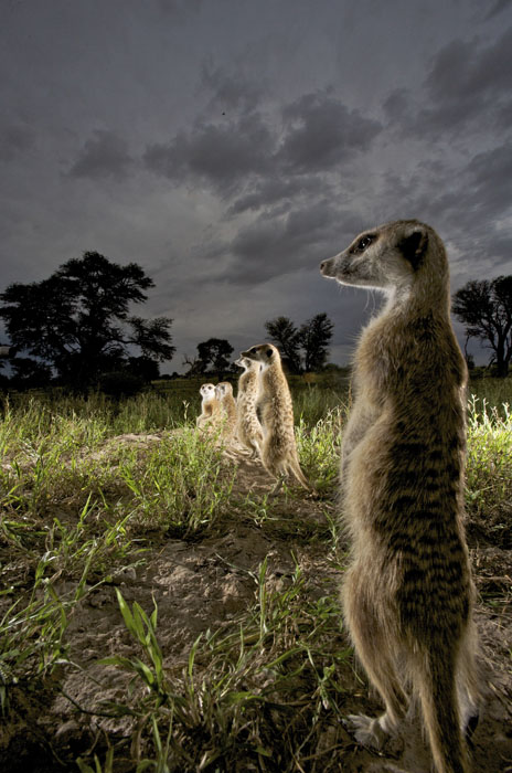 meerkat manor