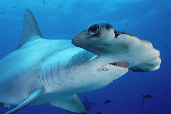 Shark Week Deadly Tiger Shark 2000 SHARK WEEK UNCAGED welcomed a new host