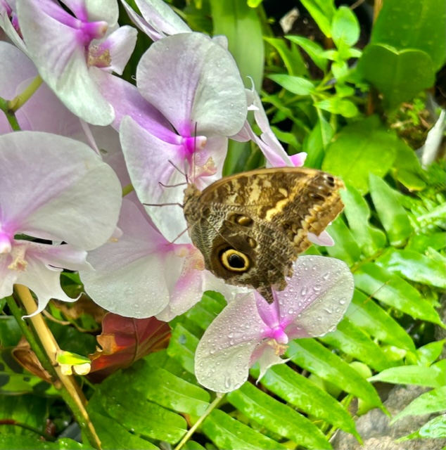 Tucson Botanical Gardens