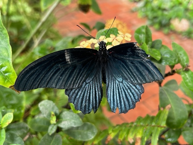 Tucson Botanical Gardens