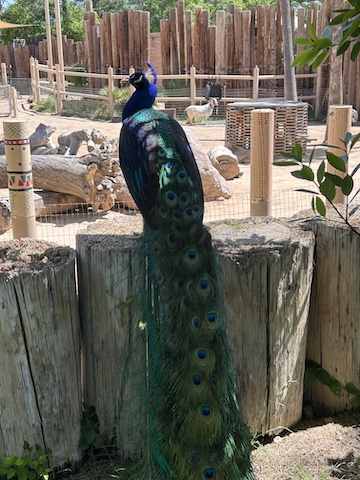 Reid Park Zoo, Tucson. Photo by James Barnett