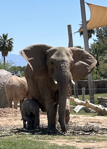 Reid Park Zoo, Tucson. Photo by James Barnett